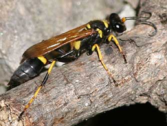 Picture of a Black and Yellow Mud Dauber Wasp or Sceliphron caementarium