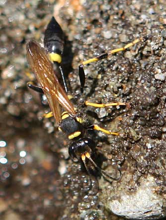 Picture of a black and yellow mud dauber wasp collecting mud