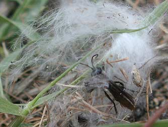 Picture of blue-black spider wasp or Anoplius