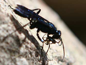 Blue mud dauber wasp - Chalybion californicum