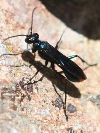 Blue mud dauber wasp