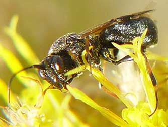 Picture of a braconid wasp, Cheloninae