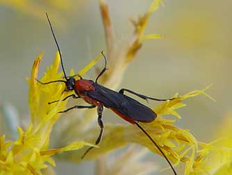 Orange Braconid wasp