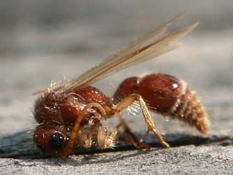 Brown velvet ant winged male