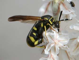 Chalcid wasp - Leucospis 