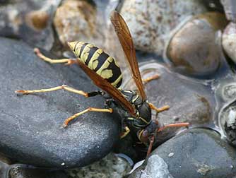 Pictures of golden paper wasps or Polistes aurifer