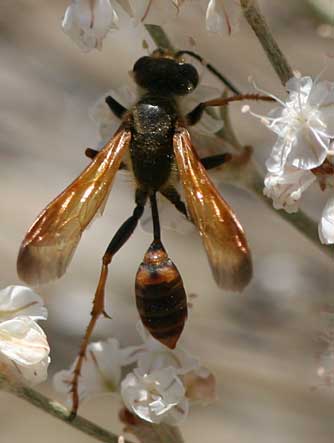 Picture of grass-carrying wasp