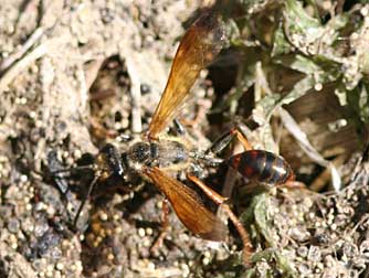 Grass Carrier Wasp