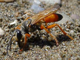Picture of a Great Golden Digger Wasp or Sphex ichneumoneus
