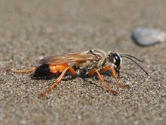 Picture of a Great Golden Digger Wasp or Sphex ichneumoneus
