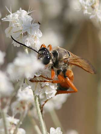 Picture of a great golden paper wasp nectaring on snow buckwheat