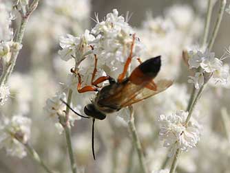 Great golden digger wasp nectaring on flowers