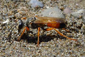 Great golden digger wasp pictures - Sphex ichneumoneus