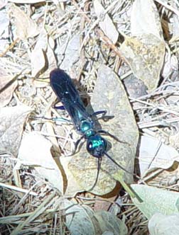 Picture of Blue Green Metallic Wasp - Cricket Hunter or Chlorion Wasp