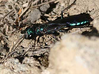 Picture of a green cricket hunter wasp or Chlorion aerarium