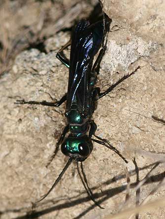 Picture of a blue-green wasp - chlorion cricket hunter