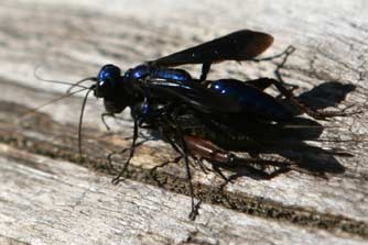 Picture of a blue metallic wasp carrying cricket - Chlorion wasp