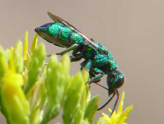Picture of a cuckoo wasp - Chrysididae