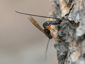 Ichneumonid wasp