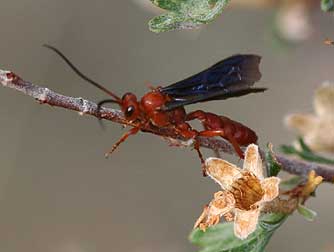 Ichneumonid wasp - Trogus