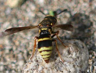 Picture of a mason wasp - euodynerus