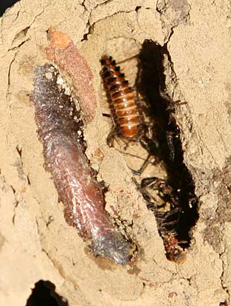 Mud dauber wasp nest with larvae