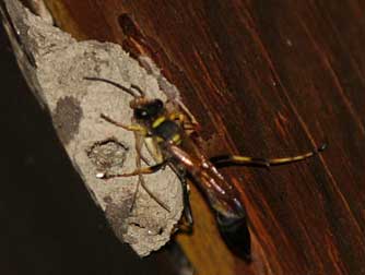 Picture of Sceliphron caementarium provisioning nest with spider prey