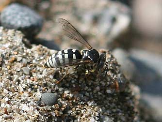Northern yellowjacket picture