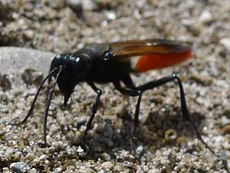 Orange katydid wasp - sphex lucae