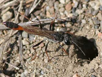 Podalonia Thread-waisted wasp male awaiting an emergent female