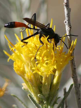 Picture of a Podalonia thread-waisted wasp nectaring on rabbitbrush flowers