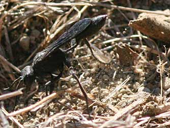 Female Podalonia thread-waisted wasp excavating a ground nest