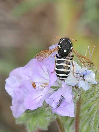 Pollen wasp Pseudomasaris marginalis on threadleaf phacelia