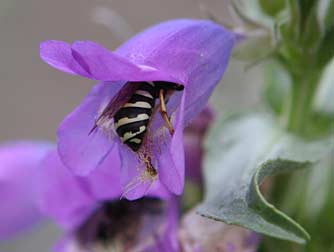 Picture of a Pseudomasaris vespoides pollen wasp sheltering in a fuzzytongue penstemon flower, Penstemon eriantherus whitedii