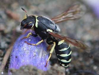 Picture of a female pollen wasp Pseudomasaris vespoides