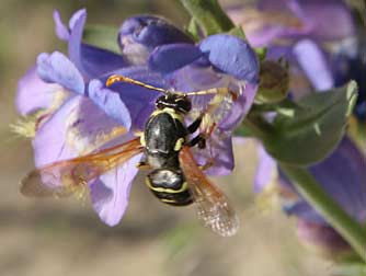 Picture of a male pseudomasaris pollen wasp with long clubbed antennae and dark color in Washington State