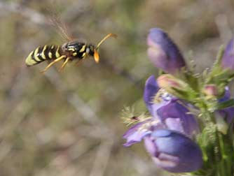 Picture of a male Pseudomasaris vespoides pollen wasp foraging on fuzzytongue penstemon, Penstemon eriantherus whitedii