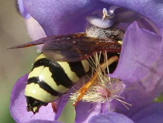 Fuzzytongue penstemon erianthus whitedii pollinated by a Pseudomasaris vespoides pollen wasp