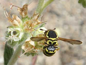 Pollen Wasp Pseudomasaris foraging on Phacelia hastata
