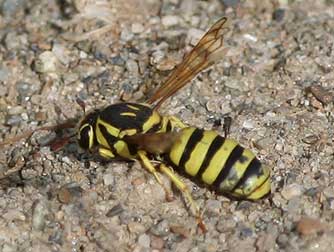 Pollen wasp Pseudomasaris edwardsii pictures and information