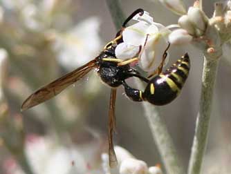 Potter wasp picures - eumenes