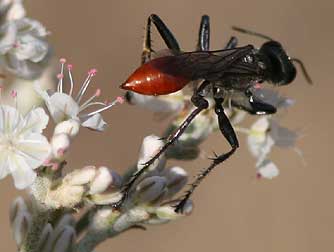 Picture of an orange and black Grasshopper Wasp - Prionyx