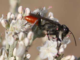 Prionyx wasp nectaring on snow buckwheat flowers