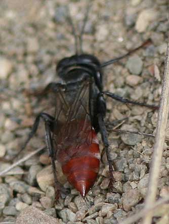 Picture of a grasshopper hunter wasp with red abdomen