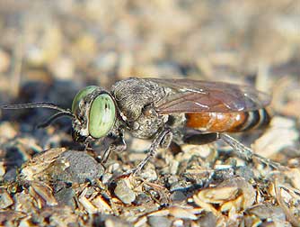 Picture of the sand-loving wasp or Tachytes