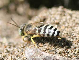 Picture of a sand wasp species from the genus Bembix