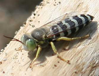 Pictures of bembix sand wasps