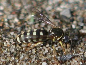Picture of a sand wasp, Bicyrtes