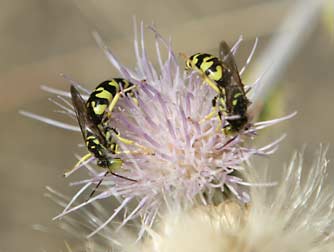 Wavyleaf thistle flowers with nectaring steniolia sand wasps