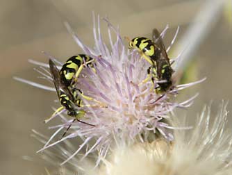 Steniolia Sand Wasp nectaring on horse mint